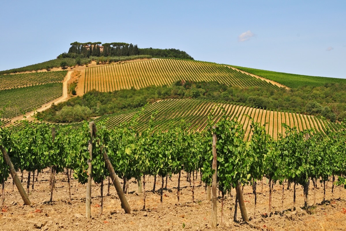 Il vitigno Sangiovese protagonista dell'incontro a Siena (Foto di archivio)