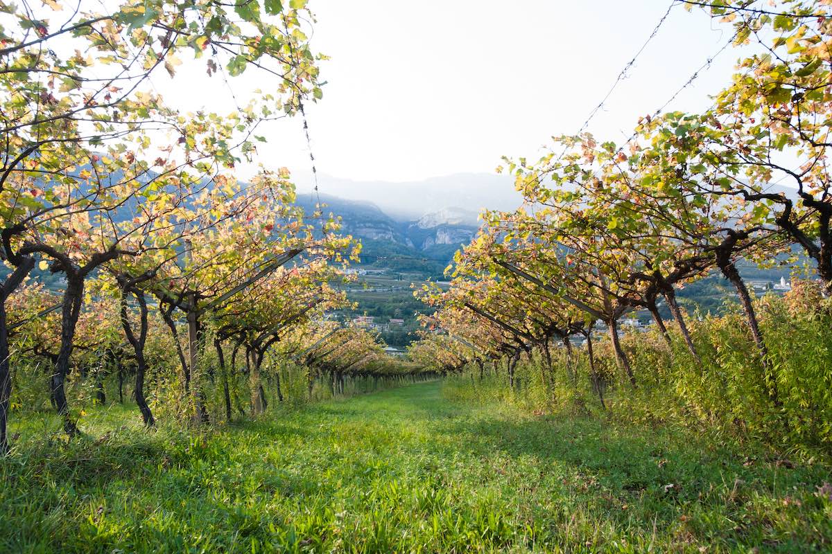 La prima edizione della Summer School Sergio Ferrari prevede una verticalizzazione degli argomenti sul settore vitivinicolo (Foto di archivio)