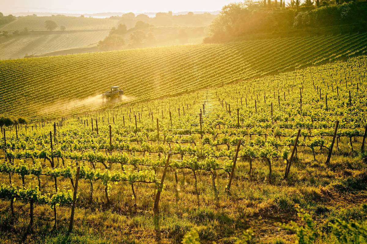 1 milione alla Toscana per gli investimenti in viticoltura