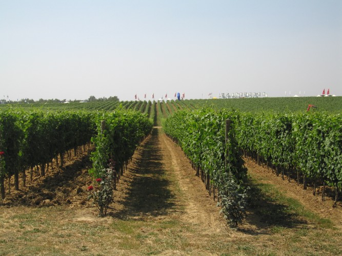 “Romagna in campo, dalla vigna al frutteto” - 4 giugno 2014, Fiumana di Predappio (Fc)
