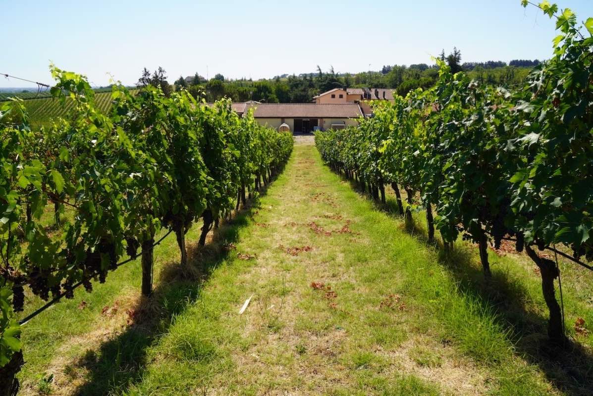 Regione Lazio: aiuti straordinari per le piccole aziende agricole