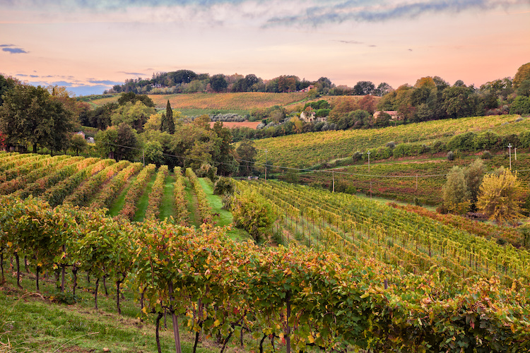 vigneto-vitivinicoltura-vite-faenza-paesaggio-colline-by-ermess-adobe-stock-750x500.jpeg