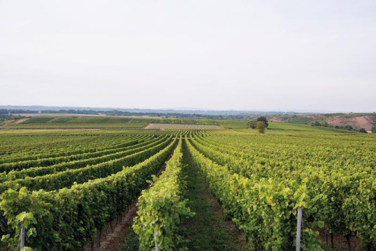 Studiare il 'Dna' del suolo per migliorare la viticoltura
