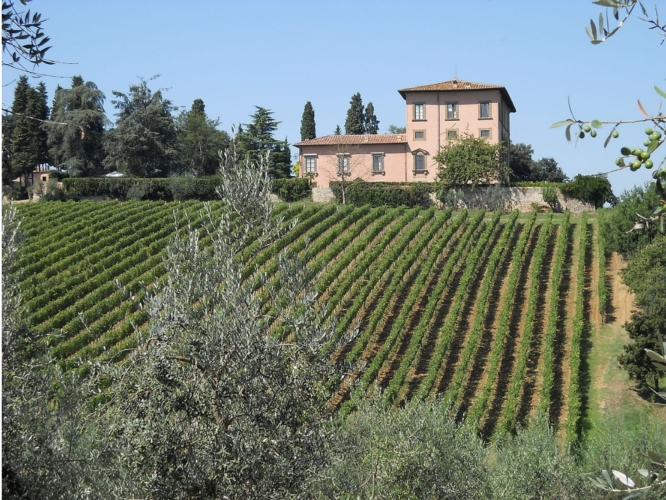 Veduta delle vigne di Villa Mangiacane, socia della nuova associazione