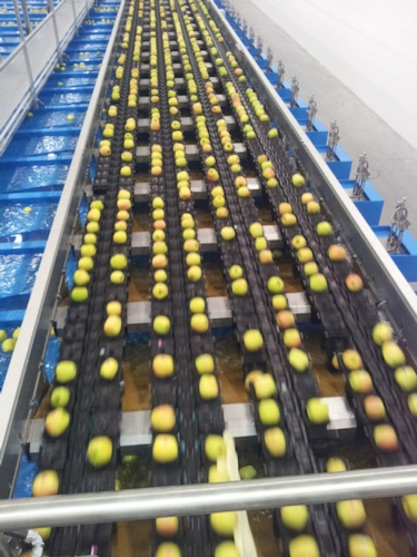 La cooperativa Oveg di Oris si è dotata di una nuova macchina di cernita per le mele