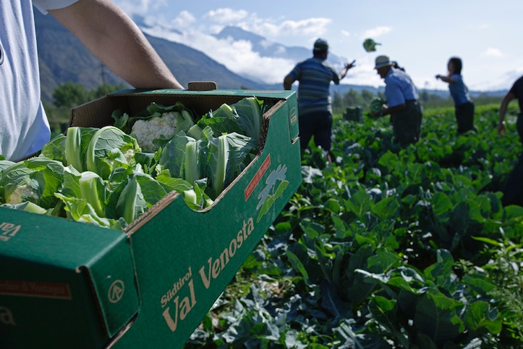 Val Venosta, il cavolfiore copre circa il 95% della produzione di verdure