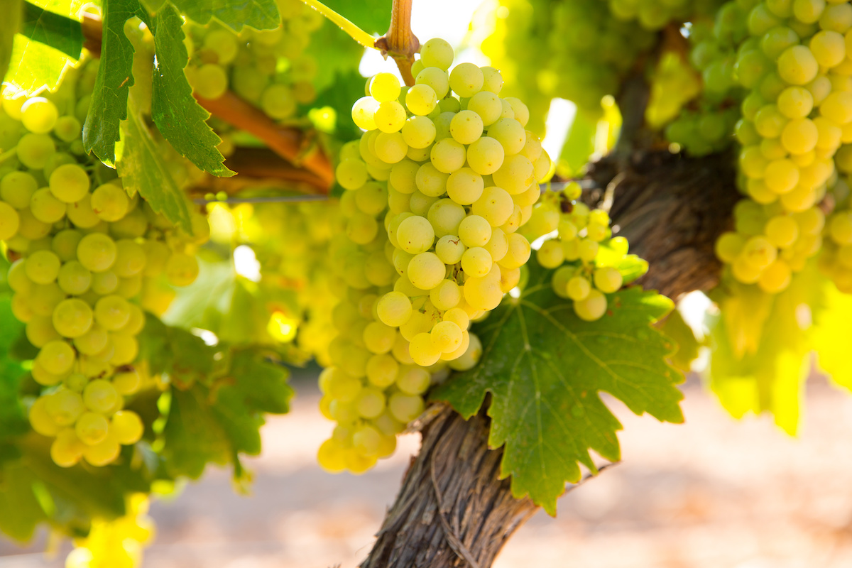 Le temperature incidono sui processi di accrescimento e di maturazione delle uve determinando poi la qualità finale del vino (Foto di archivio)