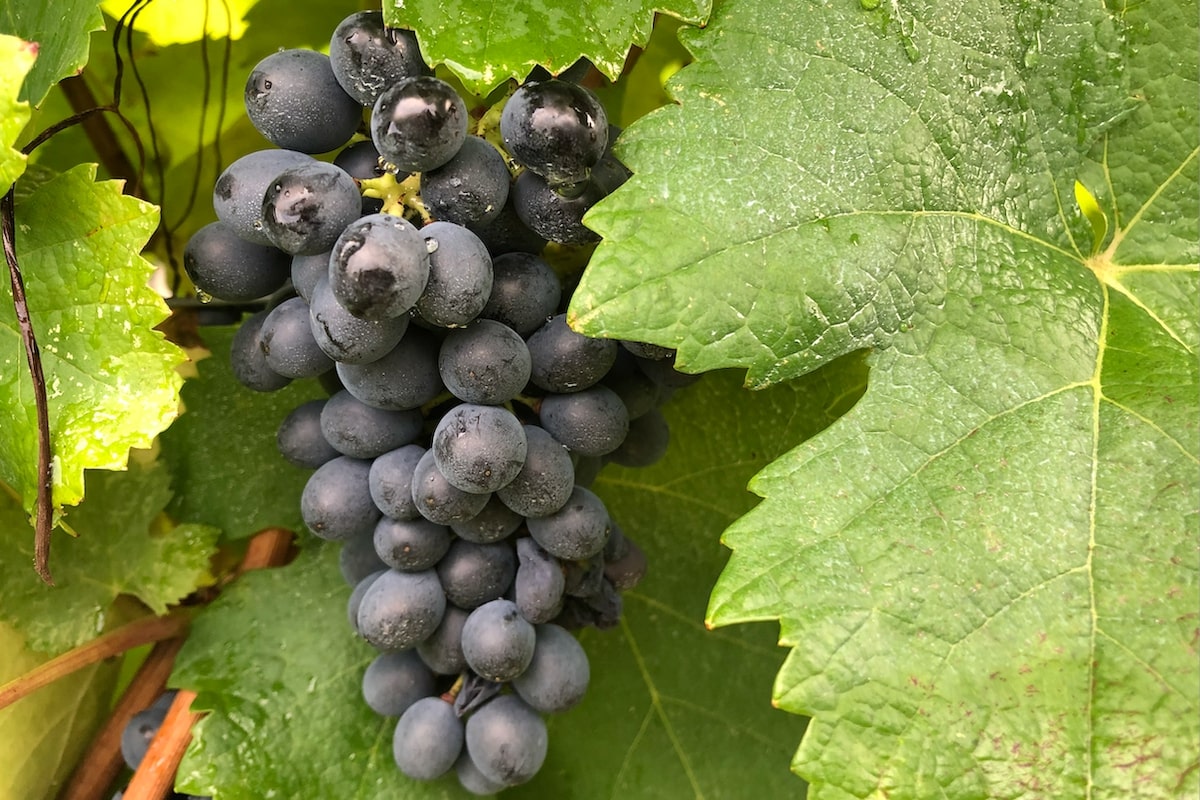  Vitanica® MC è un prodotto innovativo pensato per le produzioni vitivinicole di qualità
