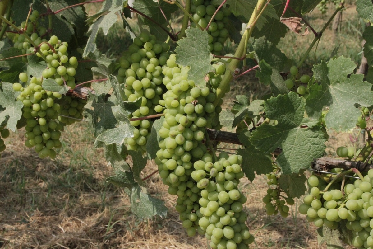 vite-uva-viticoltura-lug-2024-fonte-agricola-2000-1200x800.jpg