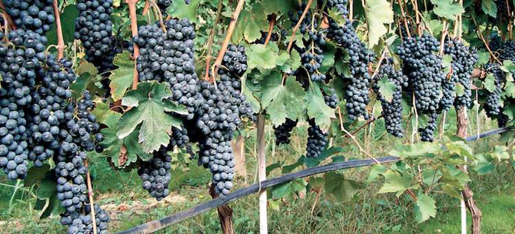 vite-uva-viticoltura-vigneto-fonte-fomet.png