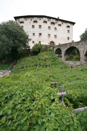 Versoaln, il vino prodotto dalla vigna più antica al mondo