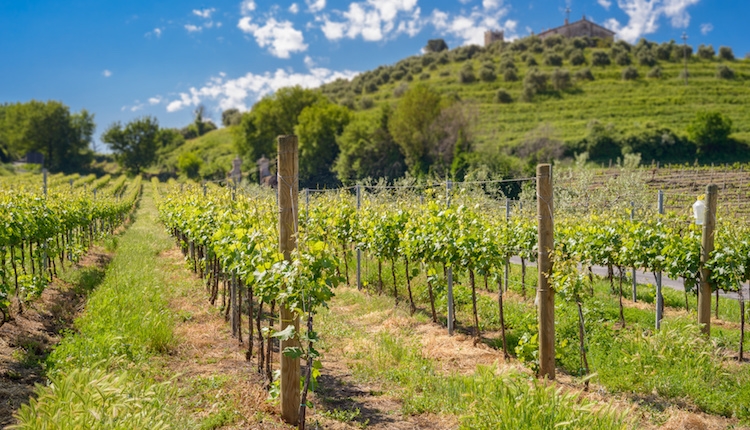 Report sull'annata viticolo-enologica a San Michele all'Adige