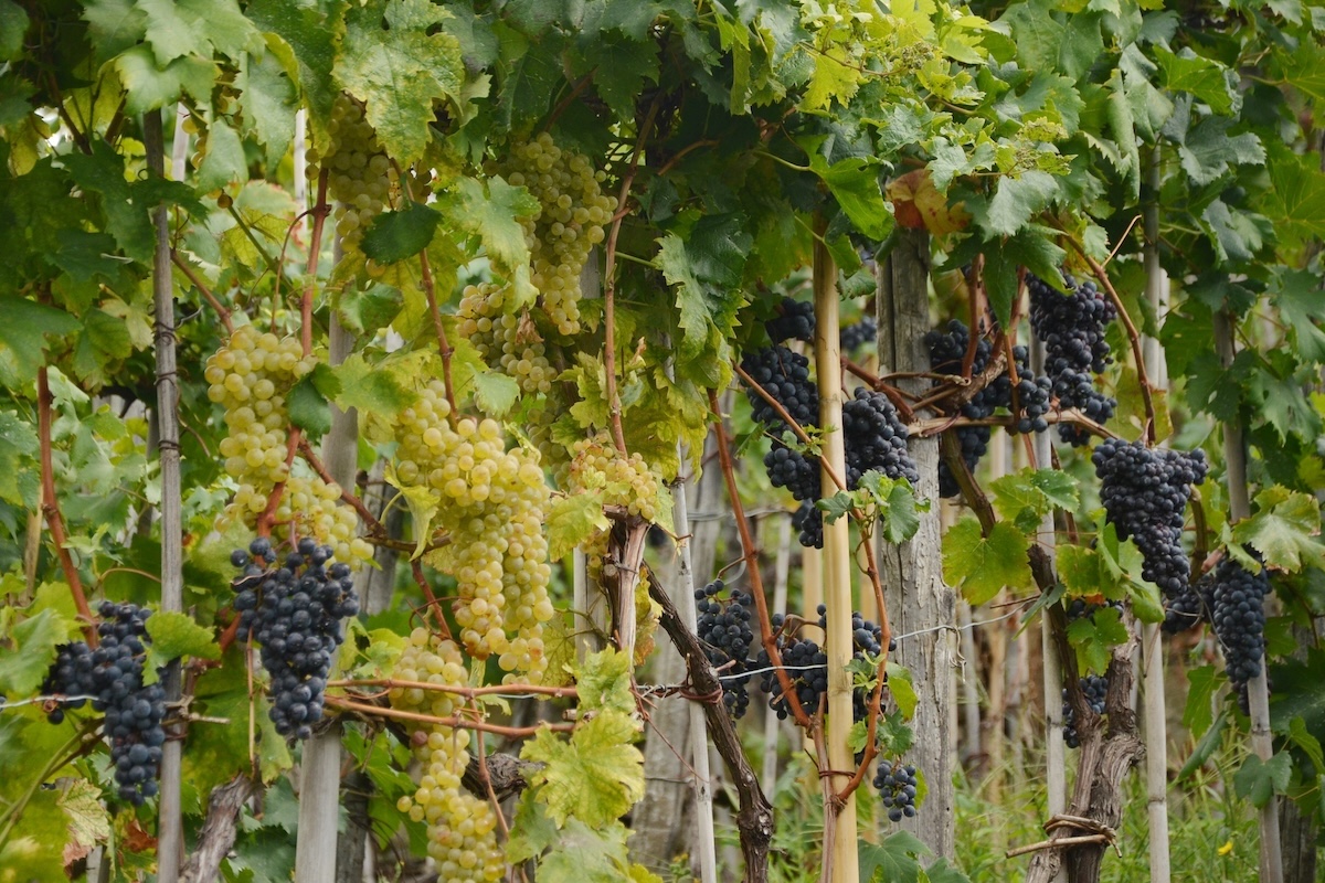 Vigneto con grappoli di uva bianca e uva nera alle Cinque Terre