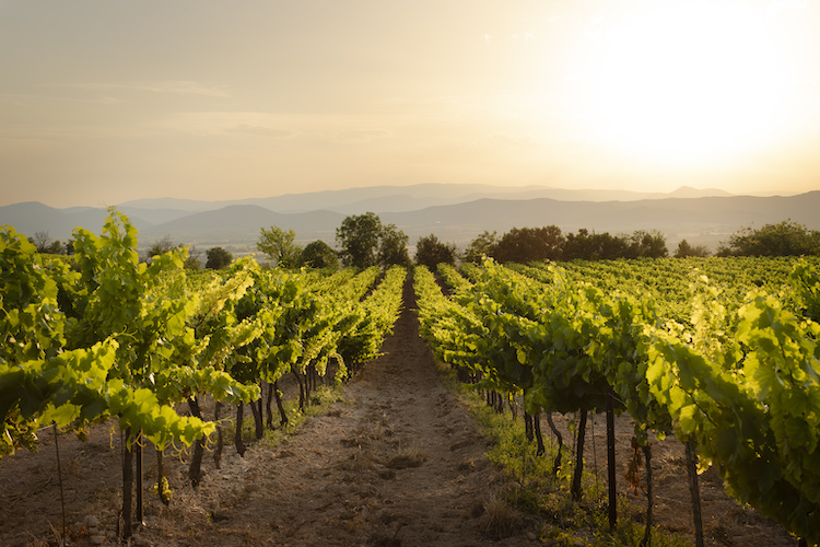 Syngenta Italia: le gamme per la viticoltura professionale (Foto di archivio)