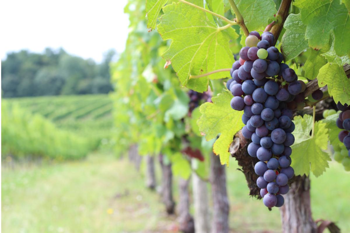 vite-vitigni-merlot-vigneto-vigna-vigne-uva-by-lozz-adobe-stock-1200x800.jpg
