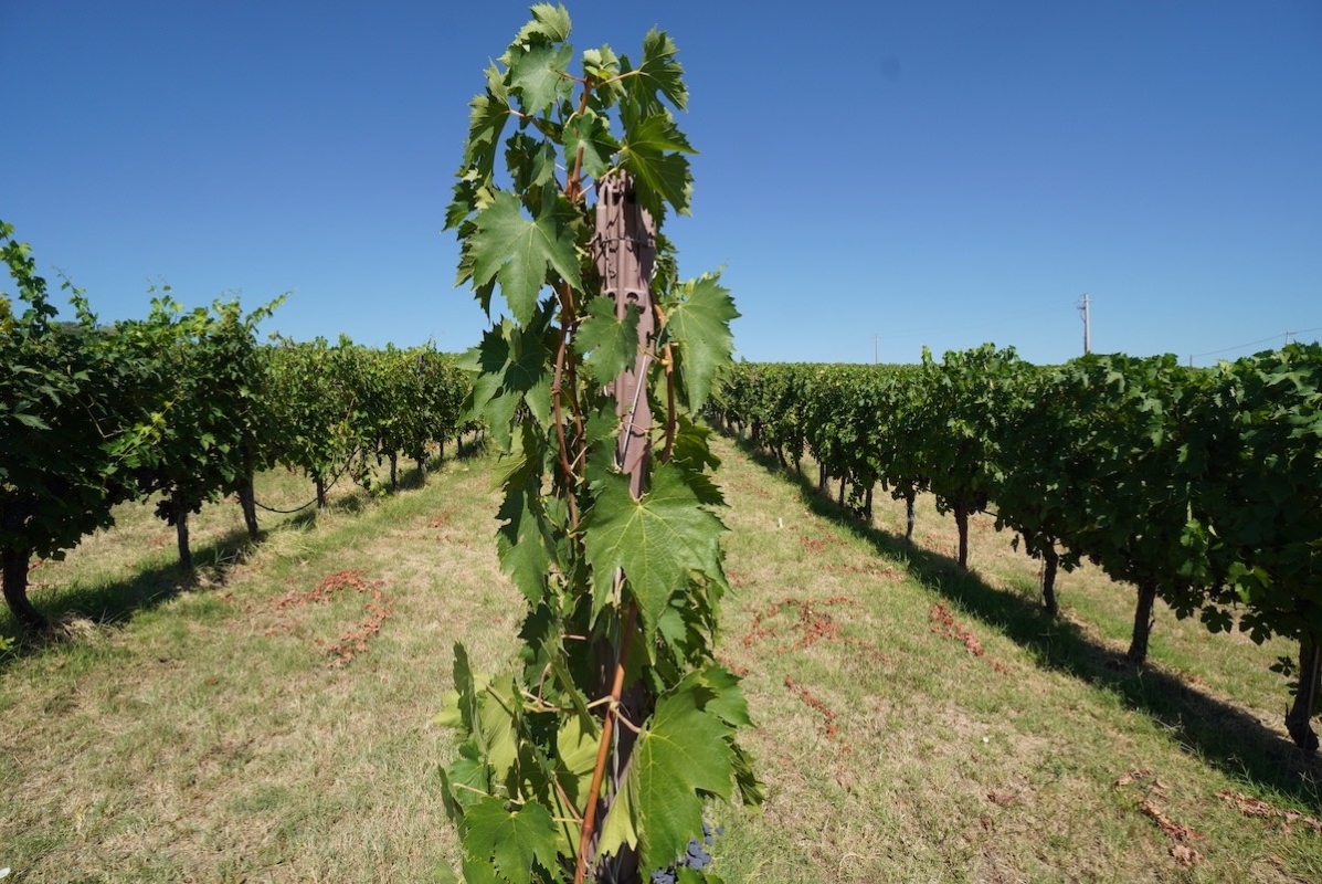 Notizie Su UPL Europe AgroNotizie