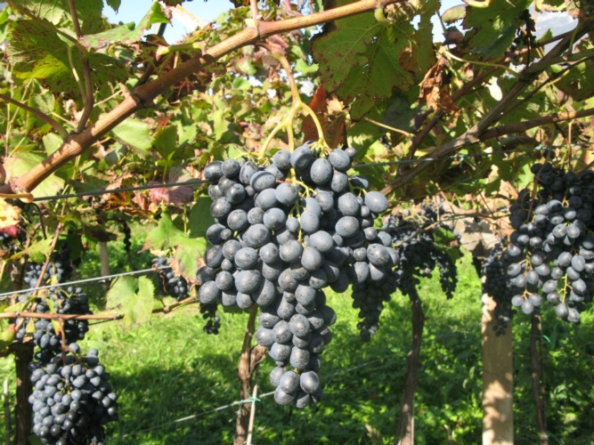 Particolare dei grappoli delle varietà Eco Iasma 1 che verrà sperimentata a Montalcino (Si)