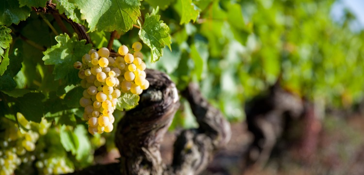 vite-vitigno-viticoltura-vigneto-by-thierry-ryo-adobe-stock-750x361.jpeg