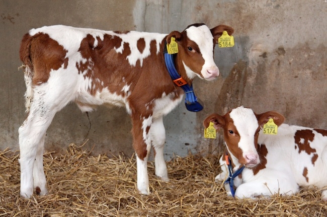 La crescita veloce dei vitelli nello svezzamento porta ad una maggiore produzione di latte