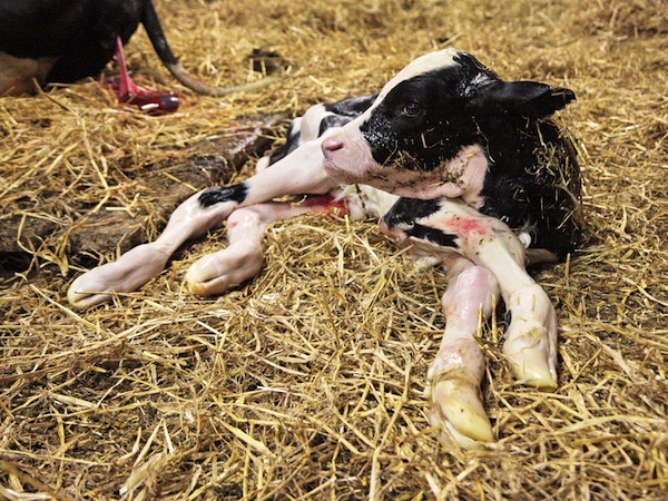 Il colostro è l'unico elemento in grado di proteggere i vitelli appena nati
