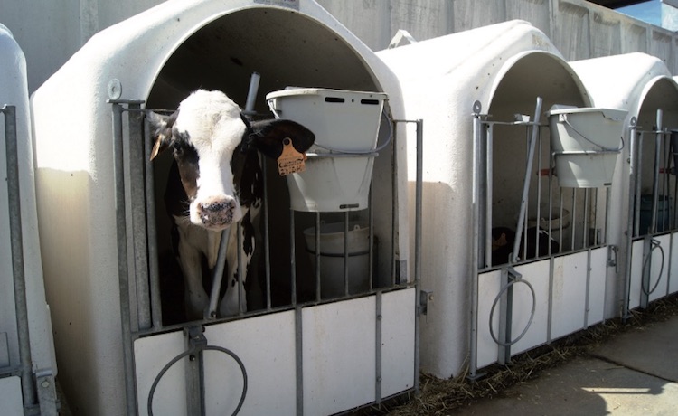 Nei primi due mesi di vita del vitello è consigliabile optare per un piano di crescita accelerato