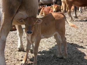Anacli, Associazione nazionale allevatori razze bovine Charolaise e Limousine