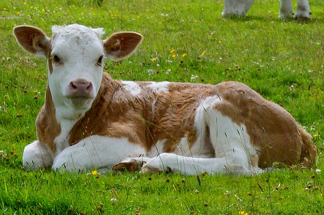  Continua a calare fra i giovani consumatori la propensione all'acquisto delle carni di vitello 