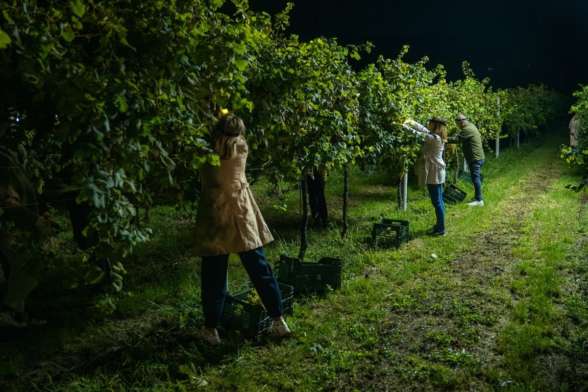 Perché fare una vendemmia notturna? Vantaggi, ma anche punti di debolezza