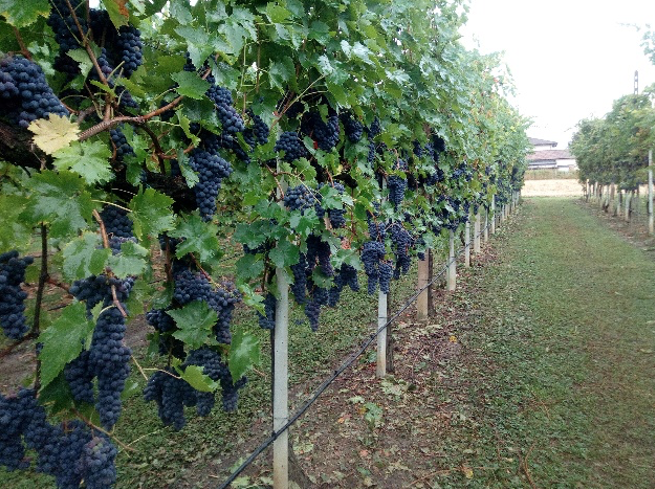viticoltura-vite-uva-fonte-lea.png