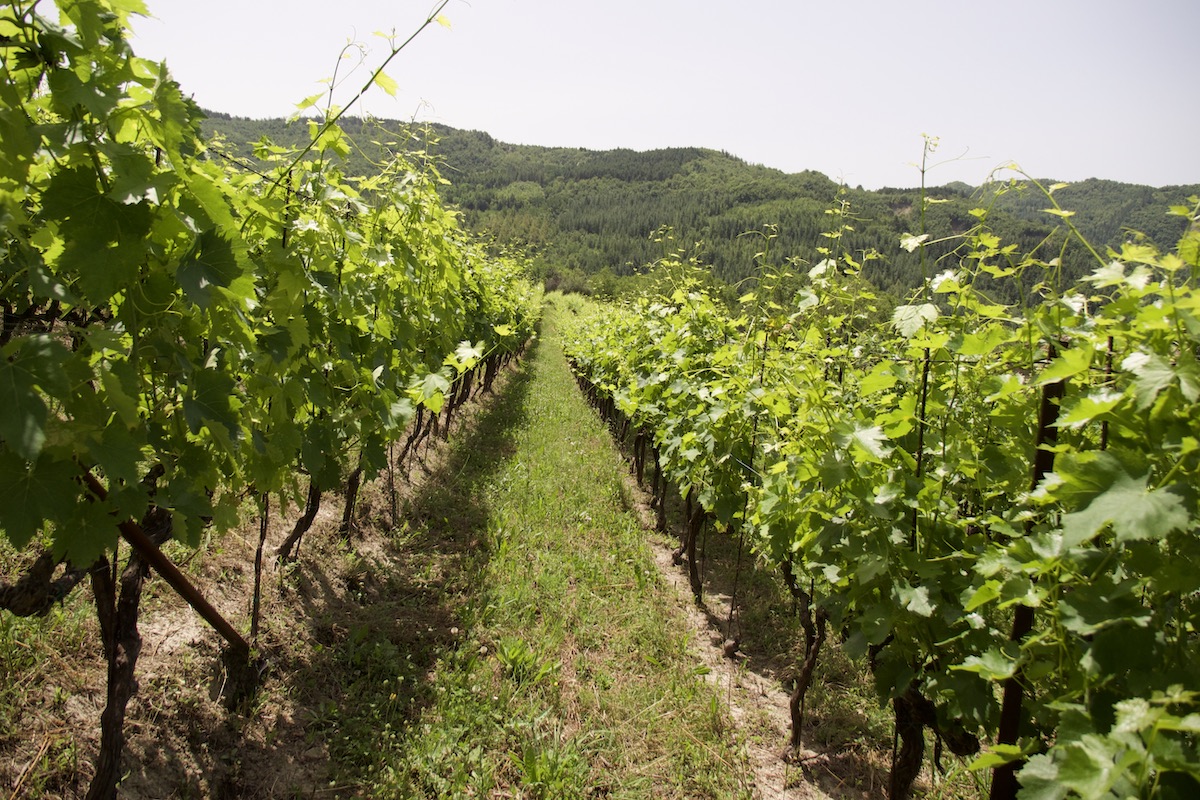 Tira la volata all'export il vino made in Italy biologico (Foto di archivio)