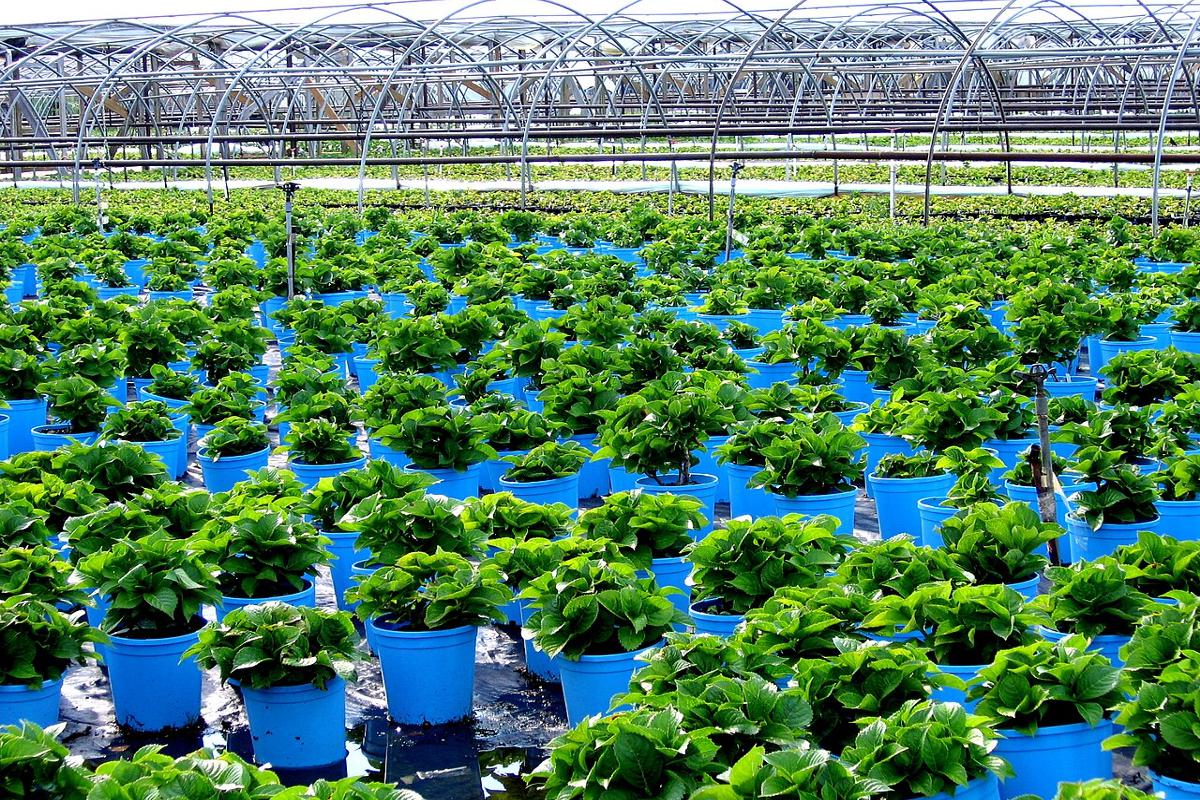 Vivaismo, nelle Marche nasce il distretto regionale (Foto di archivio)