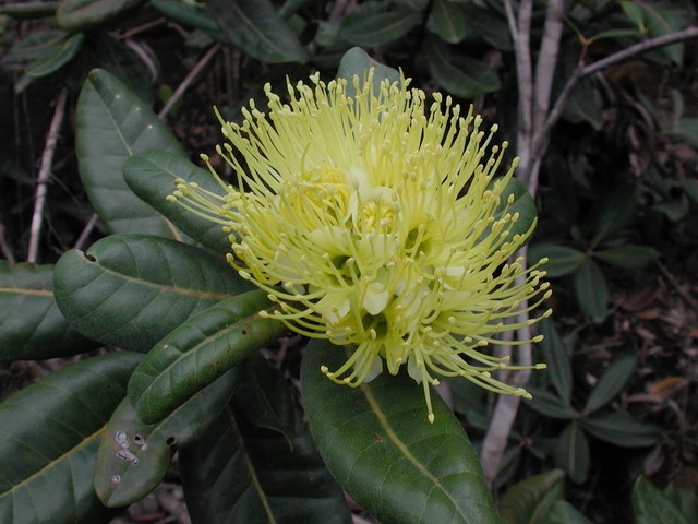 Xanthostemon pubescens: pianta originaria della Nuova Caledonia studiata da Agrocos per scoprire nuovi ingredienti cosmetici bioattivi