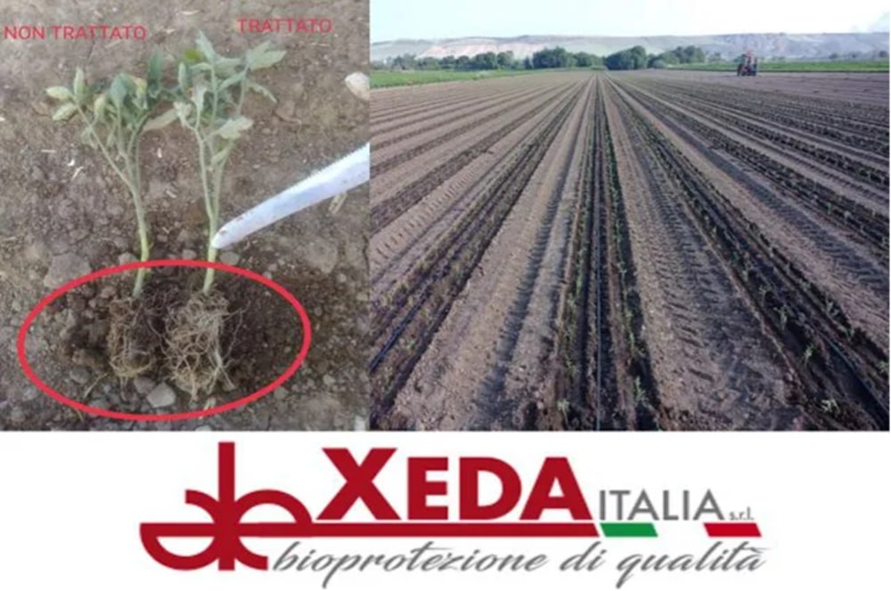 Xeda Italia propone una strategia completa di prodotti naturali