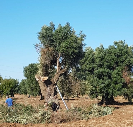 In totale gli olivi colpiti censiti dall'inizio del monitoraggio 2021 sono 58