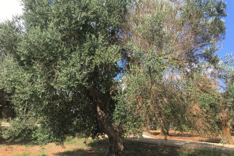 Una pianta di ulivo innestata, sul lato sinistro, con una cultivar resistente alla Xylella
