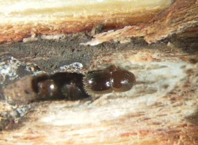 Larva di Xylosandrus compactus che fuoriesce da un tronco di carrubo 