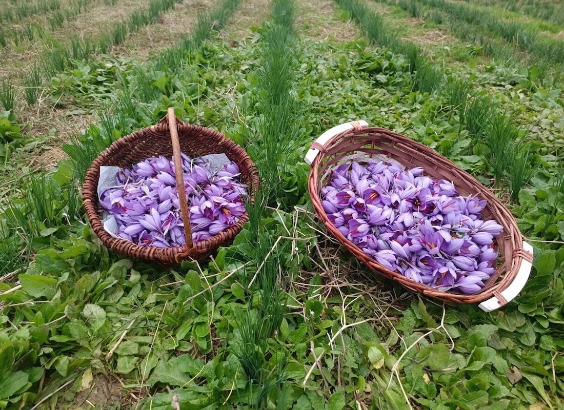 Fiori di zafferano appena raccolti
