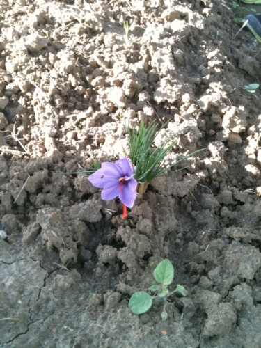 Crocus sativus detto zafferano