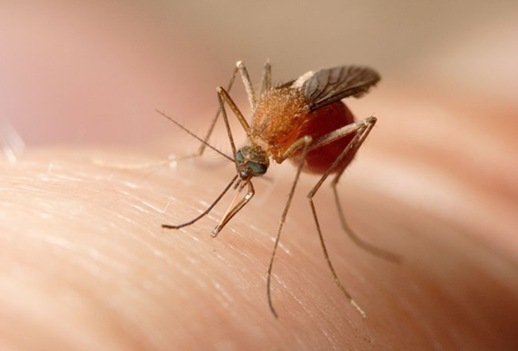 Un esemplare di zanzara della specie Culex pipiens L. uno dei vettori del virus Usutu