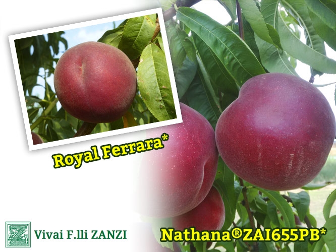 Nathana® ZAI655PB* e Royal Ferrara*, due nuove pesche interessanti dal punto di vista qualitativo ed agronomico