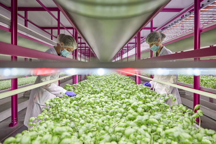 Il vertical farming ha le potenzialità per rendere più sostenibile l'agricoltura