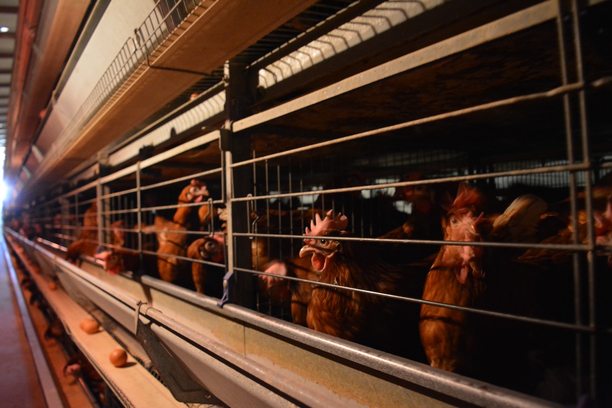 Galline ovaiole in allevamento intensivo: focus su gestione sanitaria e benessere animale