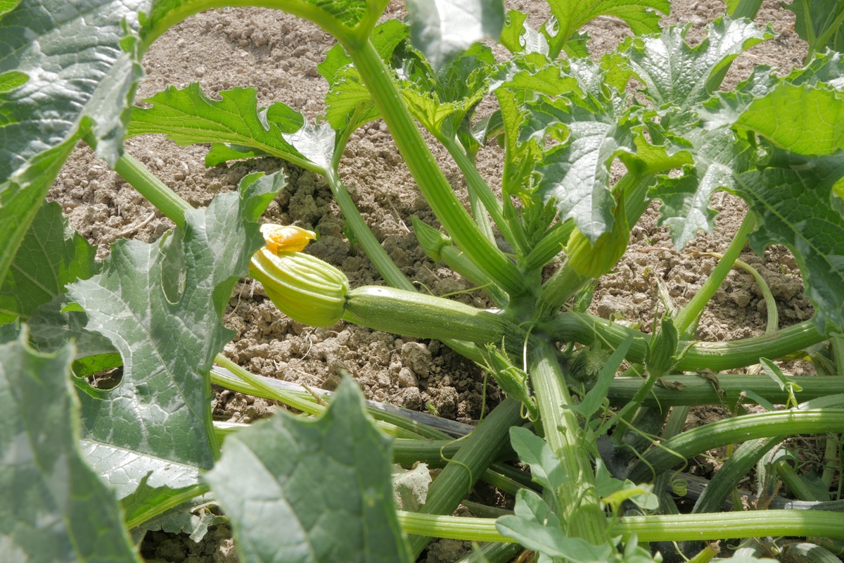 Zucchini, una prova sperimentale ha mostrato ottimi risultati produttivi con il compost