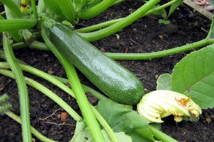Zucchino, il più amato dagli italiani - Plantgest news sulle varietà di piante
