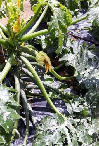 Zucchine danneggiate dal maltempo dei giorni scorsi