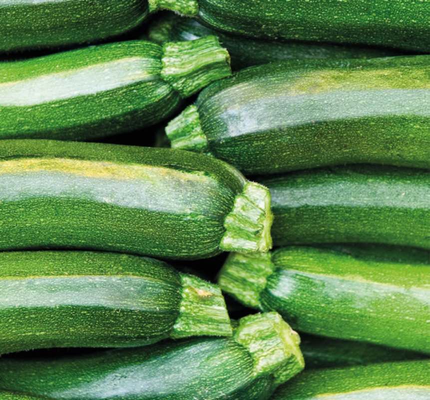 Hydro Fert per la nutrizione dello zucchino con i biostimolanti - le news di Fertilgest sui fertilizzanti