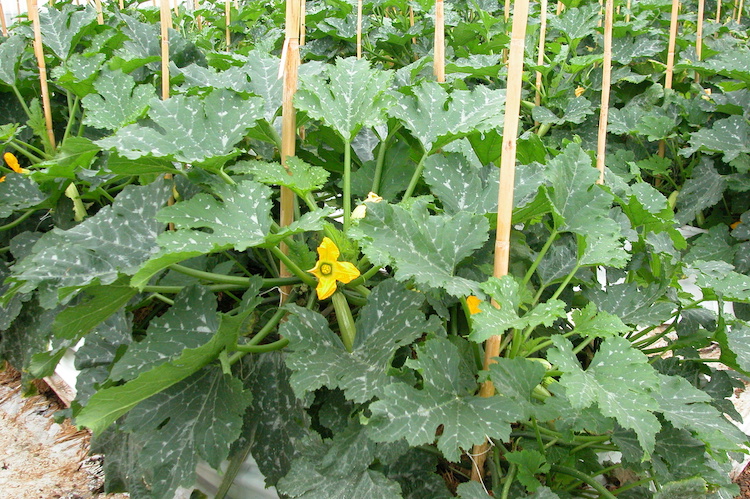 zucchino-coltivato-in-serra-zucchine-by-murasal-adobe-stock-750x499.jpeg