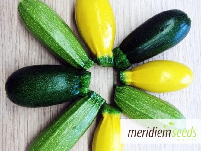 Lo zucchino Petronio vincitore della medaglia di bronzo al Macfrut Innovation Award