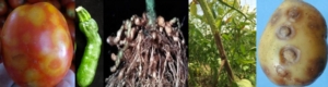 Nuove patologie vegetali in serra e in campo - Plantgest news sulle varietà di piante