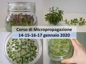 Micropropagazione: teoria e pratica di laboratorio della propagazione in vitro - Plantgest news sulle varietà di piante